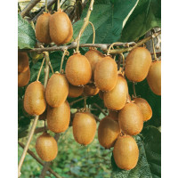 Actinidia chinensis ´Hayward´ / Veľkoplodé kiwi, samičia r., C2