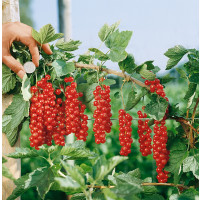 Ribes rubrum ´Rovada´ / Ríbezľa červená, krík, 2-3 výh.