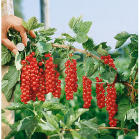 Ribes rubrum ´Rovada´ / Ríbezľa červená, kmienok, 2-3 výh., VK