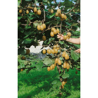 Actinidia chinensis ´Jenny´ / Veľkoplodé kiwi, 70-80 cm, C2