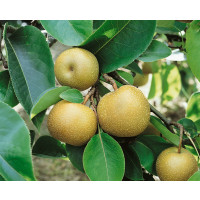 Pyrus communis ´Nashi Hosui´ / Hruška ázijská, hr.planá