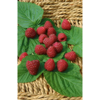 Rubus idaeus ´Zewa III.´ / Malina červená, 60-80 cm, K12