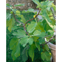 Ficus carica ´Dotato´ / Figovník, 100-120 cm, C7
