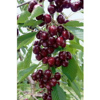 Prunus avium ´Kordia´ / Čerešňa, Gisela 6