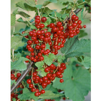 Ribes rubrum ´Trent´ / Červená ríbezľa licenc., krík, VK, 2-3 výh.