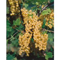 Ribes rubrum ´Primus´ / Biela ríbezľa, krík, 2-3 výh.