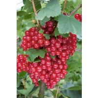Ribes rubrum ´Detvan´ / Červená ríbezľa, kmienok, rib.zl.