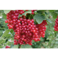 Ribes rubrum ´Detvan´ / Červená ríbezľa, krík