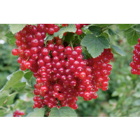 Ribes rubrum ´Red Lake´ / Červená ríbezľa, kmienok, rib.zl.
