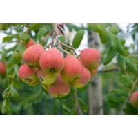 Sorbus domestica / Oskoruša domáca, 120-150 cm, C7