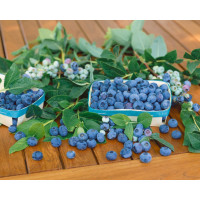 Vaccinium corymb. ´Patriot´ / Kanad. čučoriedka, 30-40 cm, C3