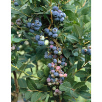 Vaccinium corymb. ´Brigitta Blue´ / Kanad. čučoriedka, 40-60 cm, C2