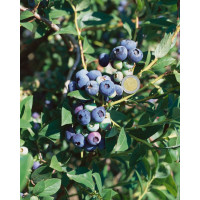 Vaccinium corymb. ´Darrow´ / Kanad. čučoriedka, 40-60 cm, K17