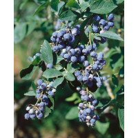 Vaccinium corymbosum ´Eliot´ / Kanadská čučoriedka, K12