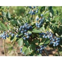 Vaccinium corymb. ´Duke´ / Kanad. čučoriedka, 40-60 cm, K17