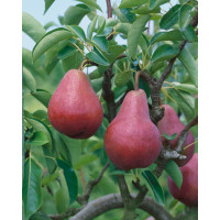 Pyrus communis ´Williamsova červená´ / Hruška letná, hr. planá