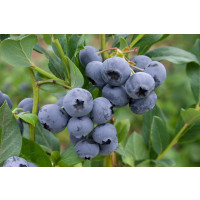 Vaccinium corymb. ´Nelson´ / Kanad. čučoriedka, 40-60 cm, K17