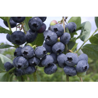 Vaccinium corymb. ´Bluegold´ / Kanad. čučoriedka, 30-40 cm, K17