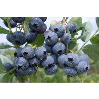 Vaccinium corymb. ´Chandler´ / Kanad. čučoriedka, 30-40 cm, K17