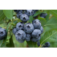 Vaccinium corymb. ´Bluecrop´ / Kanad. čučoriedka, 80/100, C5