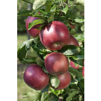 Malus domestica ´Júlia´ / Jabloň, M26