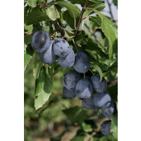Prunus domestica ´Čačanská Lepotica´ / Slivka letná, myr.
