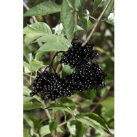 Sambucus nigra ´Haschberg´ / Baza čierna, 30-40 cm, K12