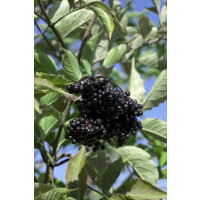 Sambucus nigra / Baza čierna, bal. 10 ks VK na živý plot