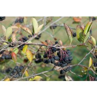 Aronia melanocarpa ´Nero´ / Arónia čiernoplodá, 30-50 cm, K11
