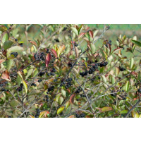 Aronia melanocarpa ´Nero´ / Arónia čiernoplodá, 30-50 cm, K11