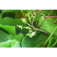 Actinidia arguta / Opeľovač kiwi, 80-100 cm vyv., K11, samčia r.