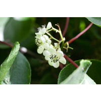 Actinidia arguta ´Male´ / Drobnoplodé kiwi, K9, samčia r.