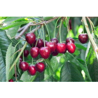 Prunus avium ´Kordia´ / Čerešňa, Colt