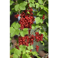 Ribes rubrum ´Detvan´ / Červená ríbezľa, kmienok, rib.zl.