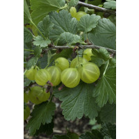 Ribes grossularia ´Invicta´/ Egreš biely rezistentný, kmienok, rib.zl. 4-5 výh. 