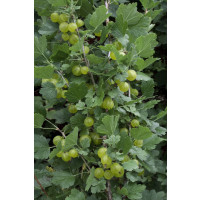Ribes grossularia ´Invicta´/ Egreš biely rezistentný, kmienok, rib.zl. 4-5 výh. 