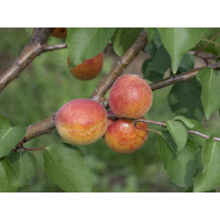 Prunus armeniaca ´Maďarská´ / Marhuľa stredne skorá, myr.