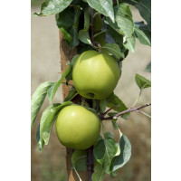 Malus domestica ´Priesvitné Letné´ / Jabloň letná, M26