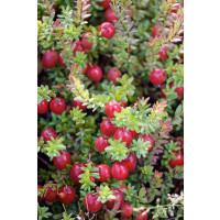 Vaccinium macrocarpon ´Pilgrim´ / Kľukva, K10