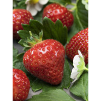 Fragaria ananassa ´Aromas´ / Stáleplodiaca jahoda, bal. 6 ks, 6xK7