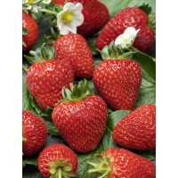 Fragaria ananassa ´Florence´ / Jahoda neskorá, bal. 10 ks, VK