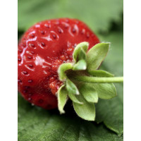Fragaria ananassa ´Induka´ / Stredne skoro plodiaca jahoda, bal. 6 ks, 6xK7