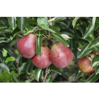 Pyrus communis ´Williamsova červená´ / Hruška letná, hr. planá