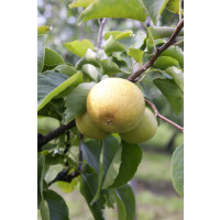 Pyrus communis ´Nashi Nijiseiki´ / Hruška ázijská, hr. planá