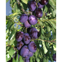 Prunus domestica ´Čačanská Najbolja´ / Slivka, myr.
