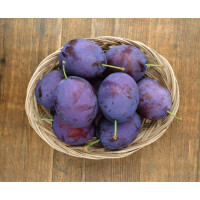 Prunus domestica ´Stanley´ / Slivka jesenná veľkoplodá, Alycza