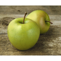 Malus domestica ´Golden Delicious´ / Jabloň zimná, M26