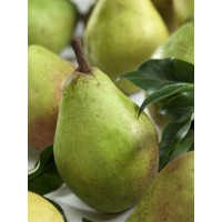 Pyrus communis ´Clappova´ / Hruška letná, Dula