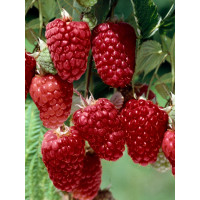 Rubus fruticosus ´Tayberry Buckingham´ / Malinočernica, 20-30 cm, K11