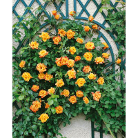 Rosa ´Clg. Sutter´s Gold´ / Ruža popínavá žltá, krík, BK